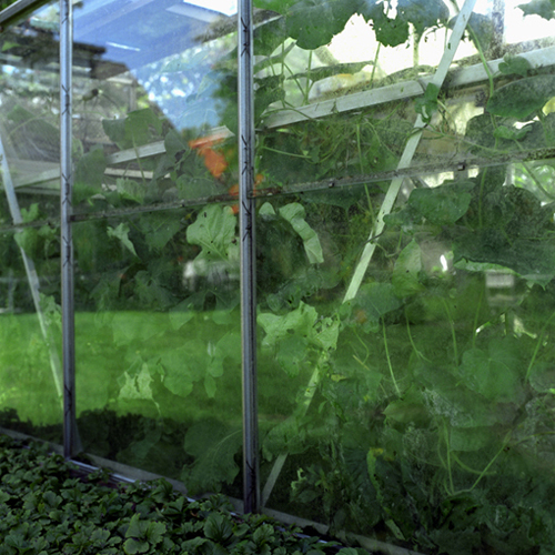 eigentlich vergangen - Gewaechshaus